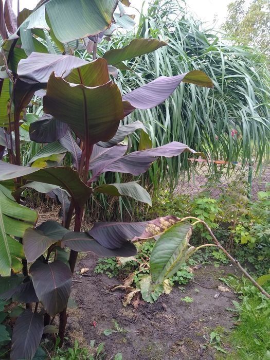 Paciorecznik, cana, canna wysoka
