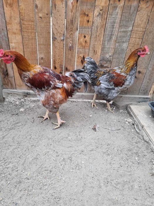 Galos do campo para venda