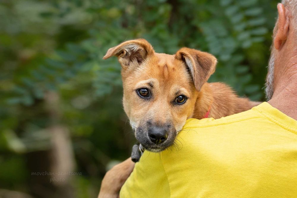 Неймовірної краси цуценя Джуді шукає родину