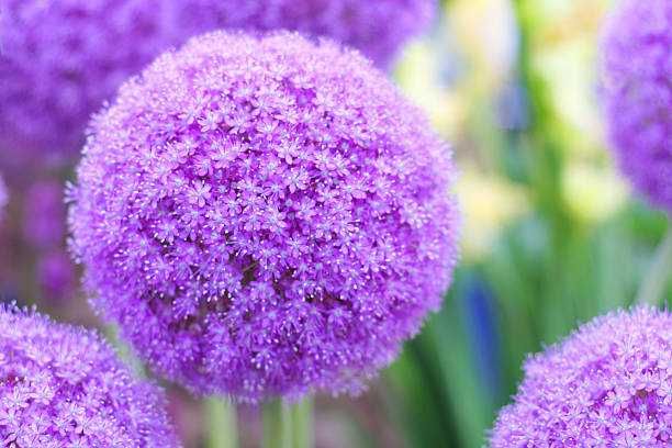 Цветы Аллиум (Allium) , Луковицы