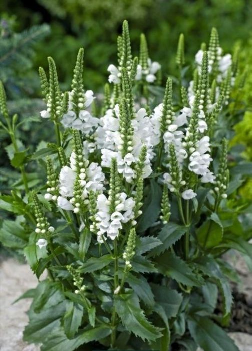 Багаторічні рослини для саду Фізостегія