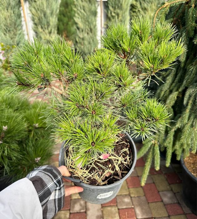 саджанці хвойних рослин