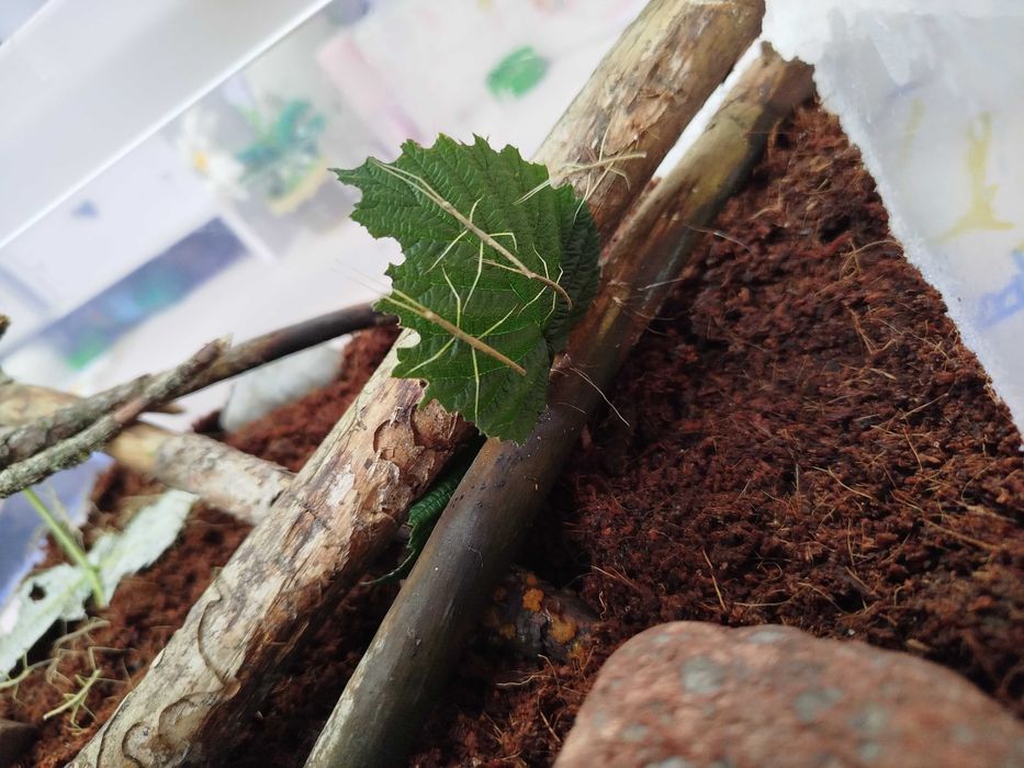 Młode patyczaki rogate