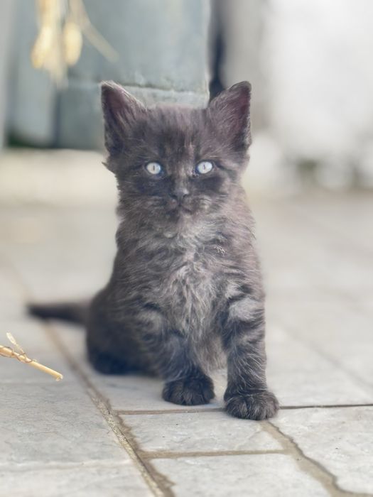 Adocao de lindos gatos