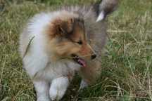 Owczarek szkocki długowłosy collie (ZKwP/FCI) suczka