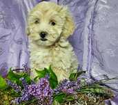 Cudowna suczka Maltipoo
