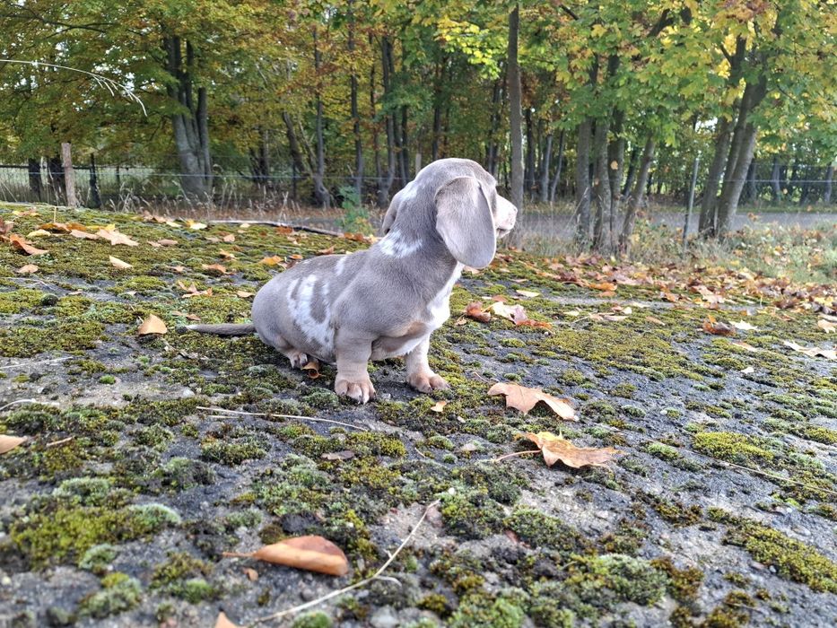 jamnik blue merlle piesek