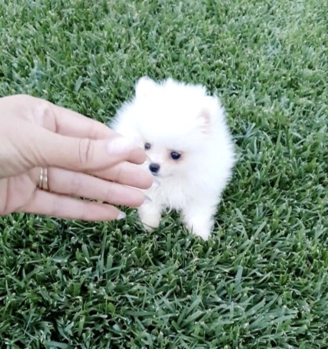 Szpic miniaturowy pomeranian xxs malutki