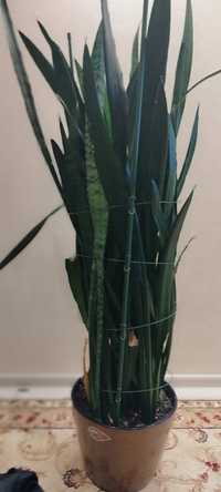 Комнатное декоративно лиственное растение-Сансевиерию