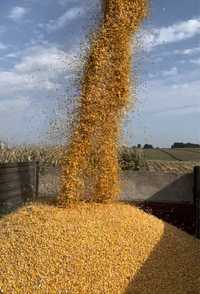 Kukurydza sucha ze zbioru 2023