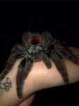 Caribena Versicolor dorosła samica z terrarium 20x20x40