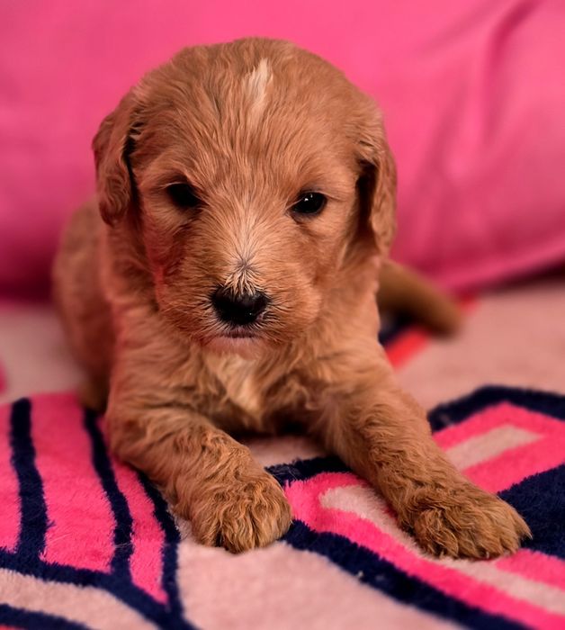 Piesek goldendoodle standard
