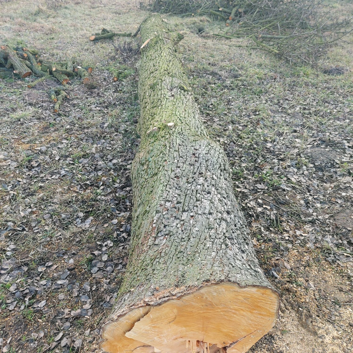 Pień gruszy 7,3m