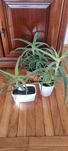 Aloes i inne kwiaty doniczkowe cena (od 20 do 40)