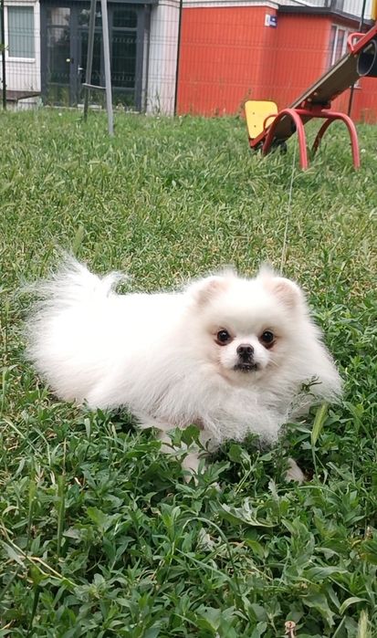 Білий хлопчик померанський шпиць, ведмедик