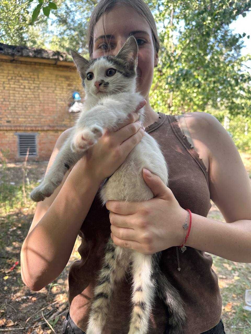 Кошеня хлопчики десь 2х 3х місячні