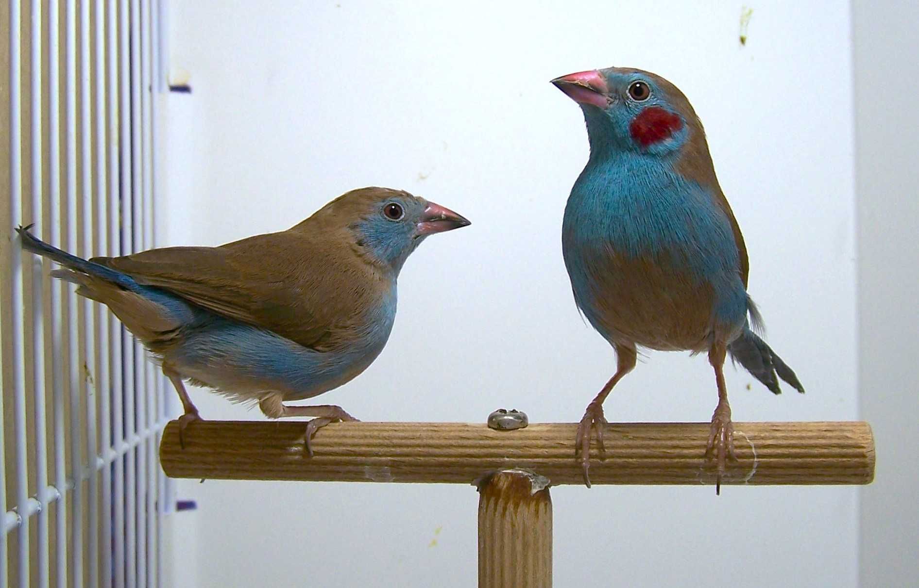 Motylik krasnouchy ( Uraeghintus bengalus )