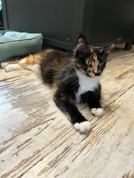 Puchata koteczka MCO FPL Całka