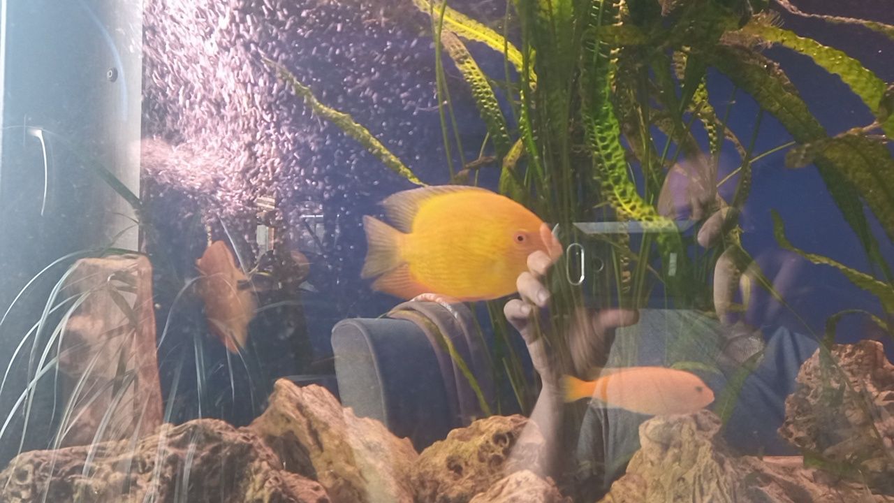 Severum  gold piękna dobrana para