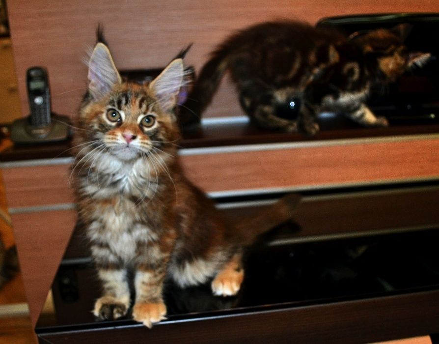Котенок Мейн-кун элитных кровей,великолепные данные,мальчик и девочка!
