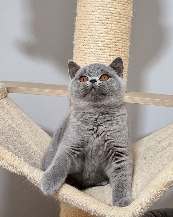 Gatinho British azul.