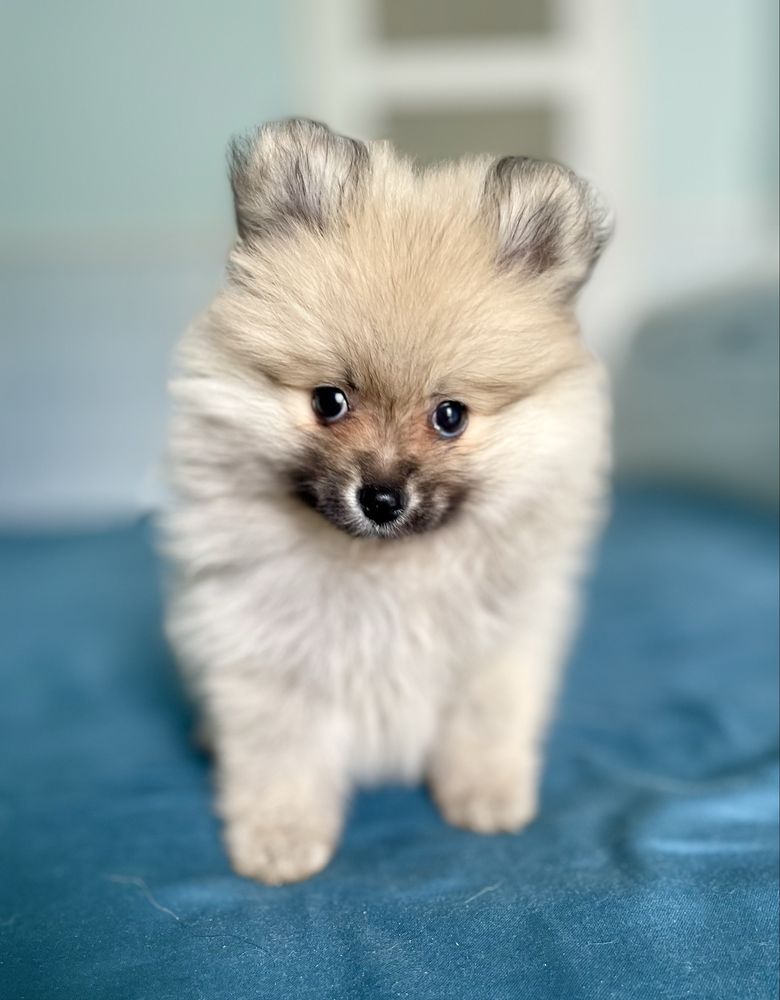 Szpic miniaturowy/pomeranian/sunia