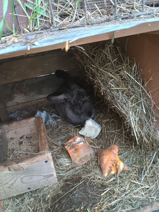 Sprzedam młode kruliki