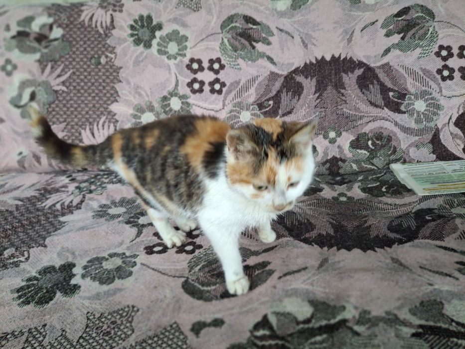 Віддам котенят в добрі руки