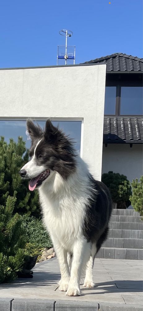 Border Collie szczeniak suczka gotowa do odbioru