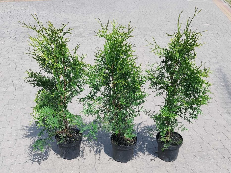 Tuja Brabant! Thuja! 70, 80, 100, 120 cm! Dowozimy! Sadzimy tuje!