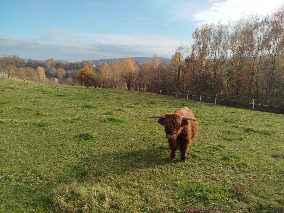 Byczek Szkocki Highland Łagodny