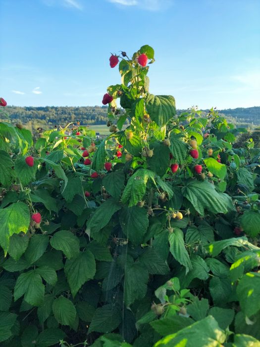 Sadzonki malin jesiennych