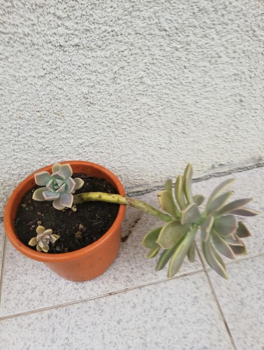 Vaso com planta 5euros