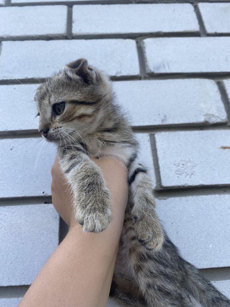 Продам висловухе кошенятко