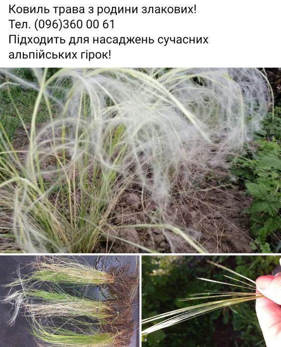 Ковиль трава. Хризантеми крупноквіткові!