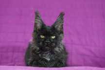 Kotka maine coon