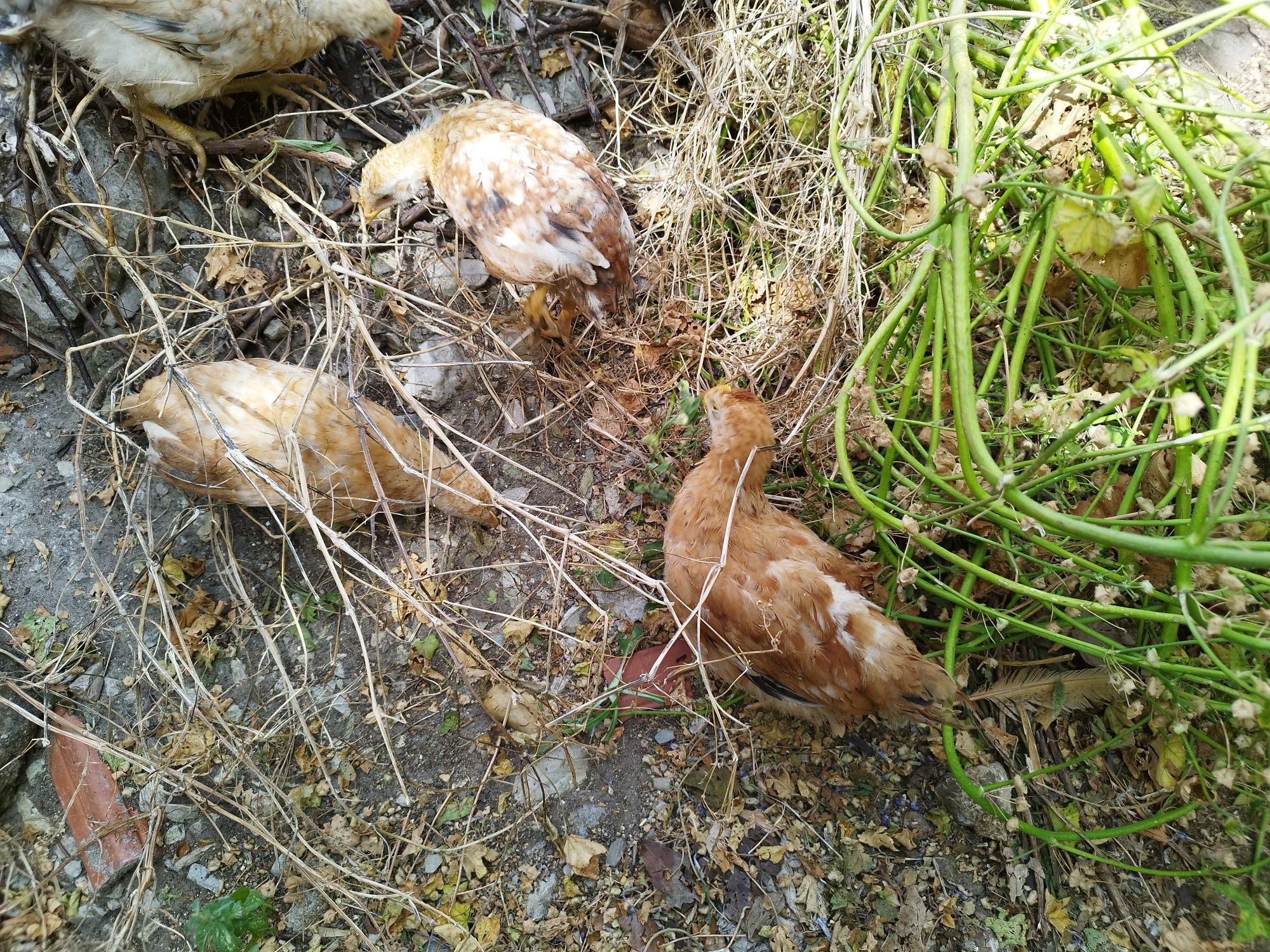 Vendo pintos  alimentados com alimentação biológica