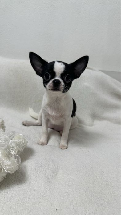 Чіхуашечка готова до подорожі