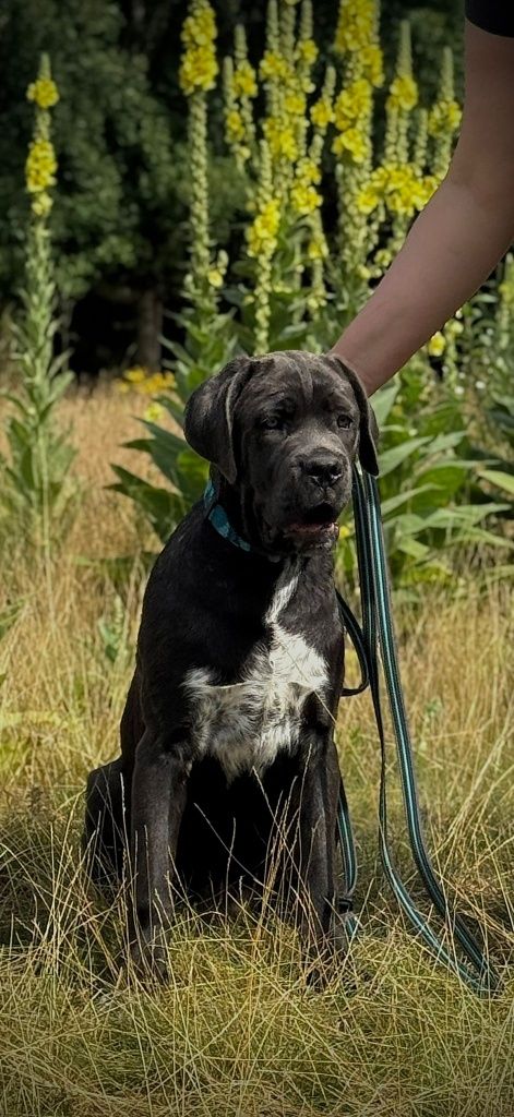 Sunia Cane Corso Italiano 5mc