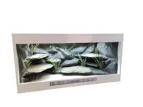 Terrarium 120x60x60 dla Agamy Brodatej