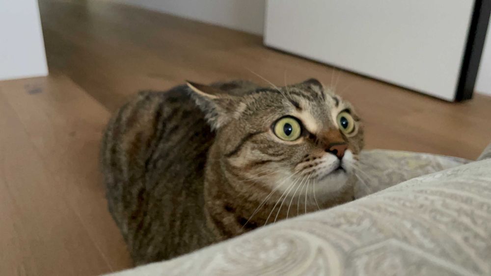 Віддам кішку Ніккі у добрі руки