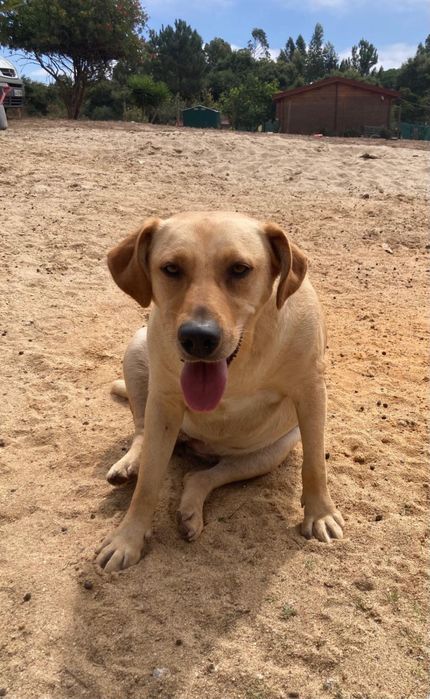 Pipoca- X Labradora para Adoção