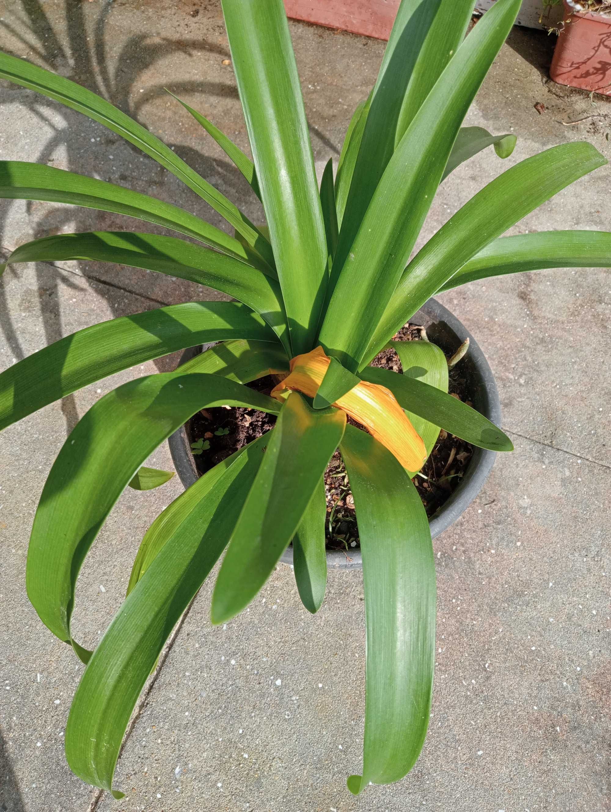 Planta Agapanthus africanus