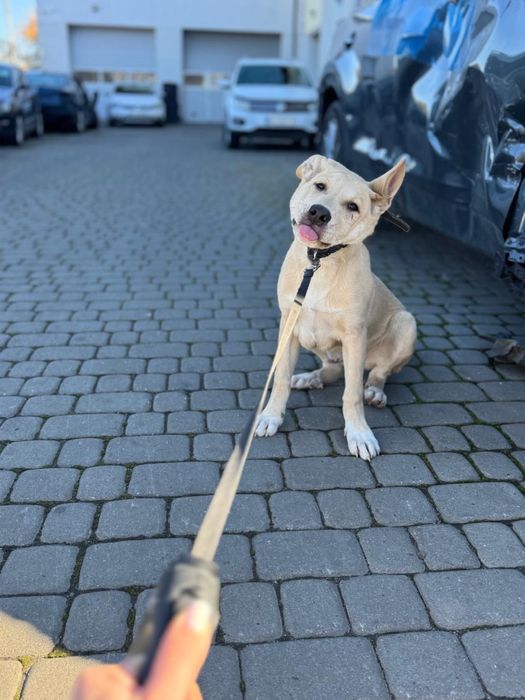 Цуценя собака щеня