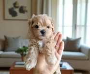 Chłopiec Maltipoo