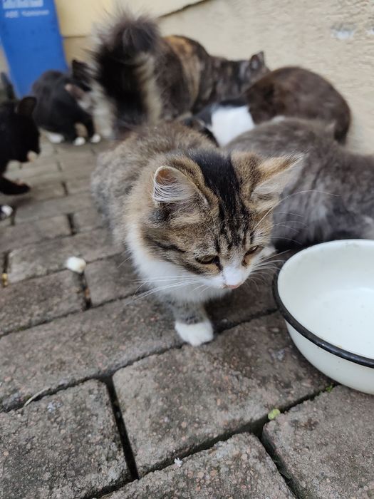 Віддам у добрі руки