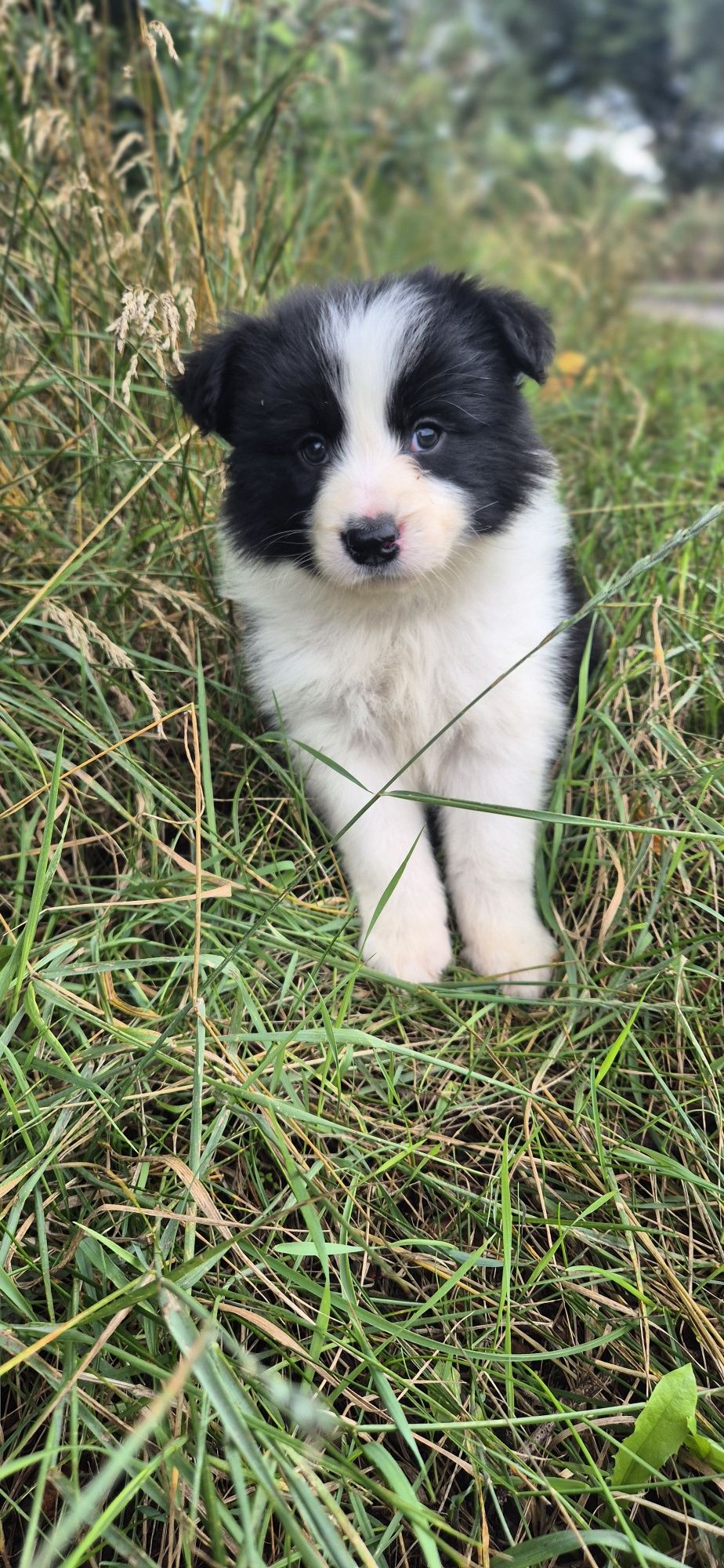 Sunia border collie
