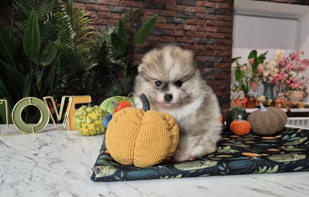 szpic miniaturowy pomeranian chłopiec