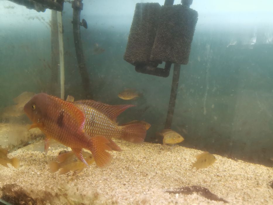 Ryba słodkowodna Ziemiojad piękna kolorowa duża odmiana