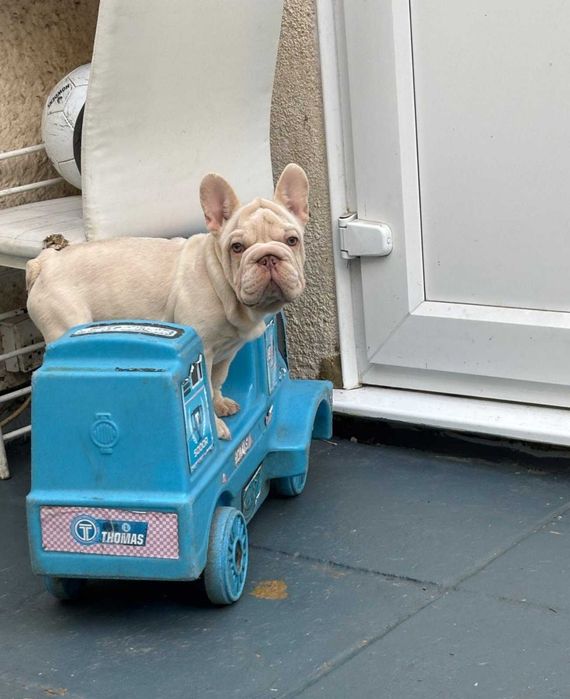 Щенок французского бульдога биг роп окрас кремовый мерле! Big rope!